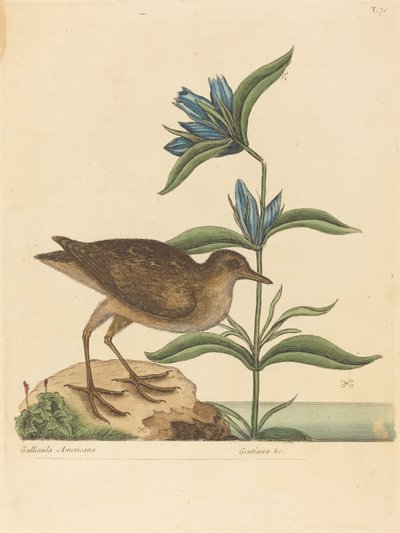 Soree (Rallus Virginianus) autorstwa Mark Catesby