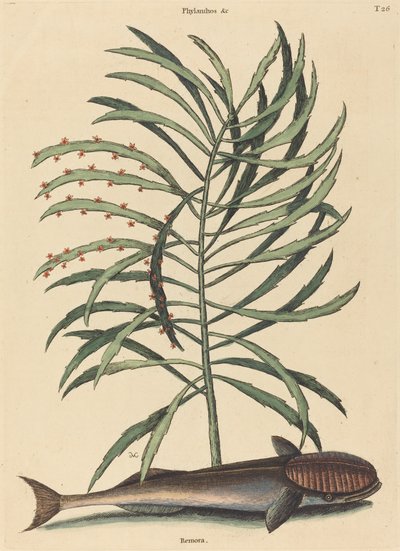 Ryba ssąca (Echeneis Naucratis) autorstwa Mark Catesby