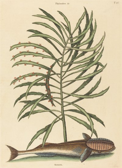 Ssaca ryba Echeneis naucratis, opublikowana w latach 1731-1743. autorstwa Mark Catesby
