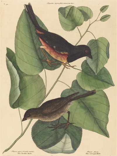 Ptak Towhe (Fringilla erythrophthalma) autorstwa Mark Catesby