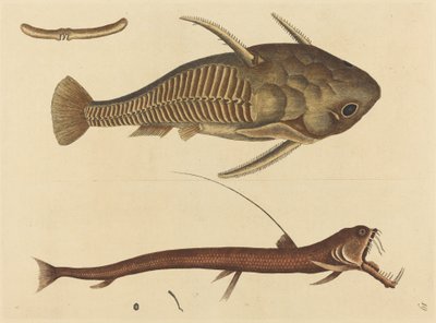 Viper-mouth Silurus cataphractus, opublikowany w latach 1731-1743. autorstwa Mark Catesby