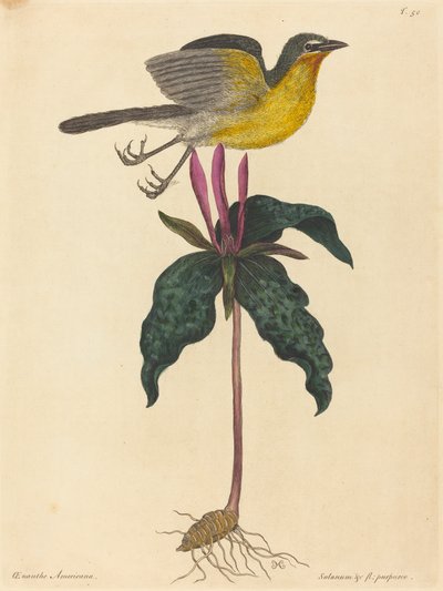 The Yellow-breasted Chat, opublikowany 1754. autorstwa Mark Catesby
