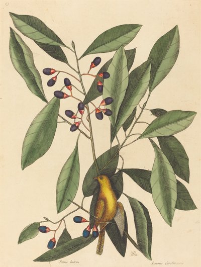 Żółta sikora Motacilla trochilus, opublikowana w 1754 r. autorstwa Mark Catesby