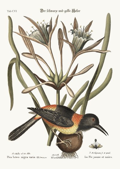Żółto-czarne pye, 1749-73 autorstwa Mark Catesby