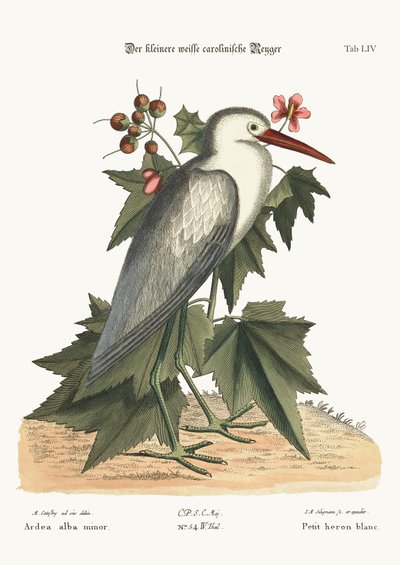 Mała biała czapla, 1749-73 autorstwa Mark Catesby