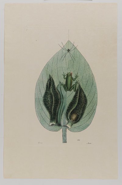 Żaba drzewna autorstwa Mark Catesby