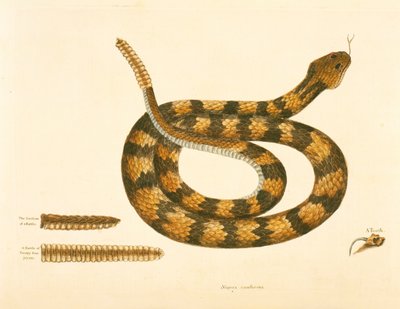 Viper Caudison Snake, Grzechotnik, płyta 41, obj. 1, z „Historii naturalnej Karoliny, Florydy i Bahamów” autorstwa Mark Catesby