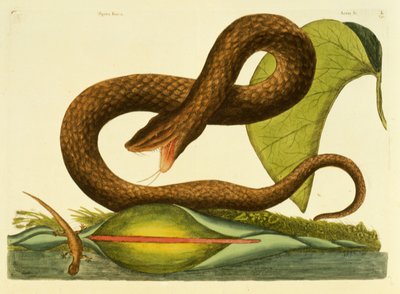 Żmija Fusca, płyta 45, obj. 1, z „Historii naturalnej Karoliny, Florydy i Bahamów” autorstwa Mark Catesby
