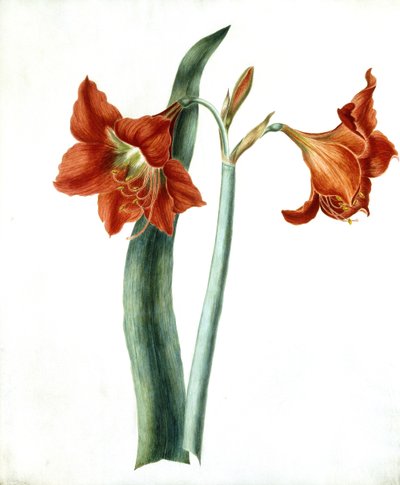 Amarylis, ok.1790 autorstwa Martha Tuthill