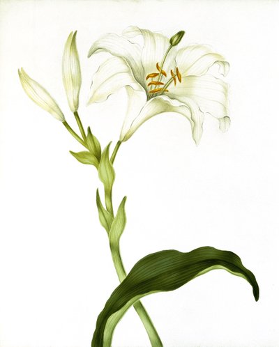 Lilia, ok.1790 autorstwa Martha Tuthill