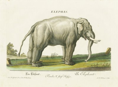  autorstwa Martin Elias Ridinger