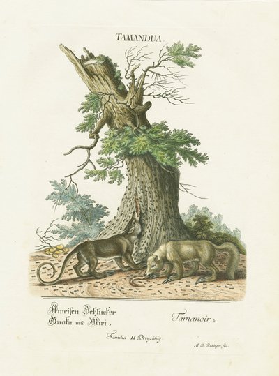  autorstwa Martin Elias Ridinger