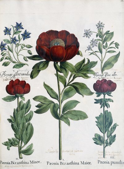 Trzy rodzaje piwonii, 1613 autorstwa Martin I Mytens