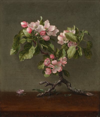 Kwiaty jabłoni, 1873. autorstwa Martin Johnson Heade