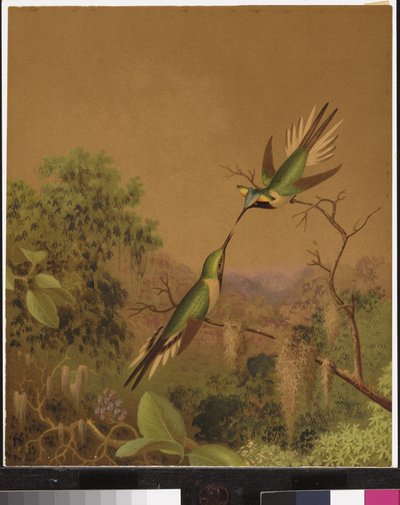 Kolibry brazylijskie IV autorstwa Martin Johnson Heade