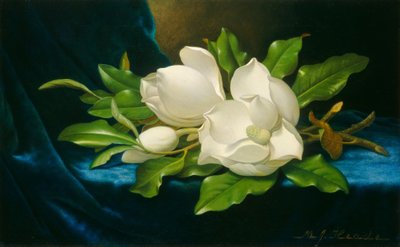 Olbrzymie magnolie na niebieskim aksamicie, ok. 1890. autorstwa Martin Johnson Heade