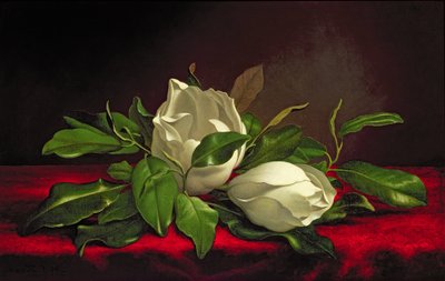 Magnolia autorstwa Martin Johnson Heade
