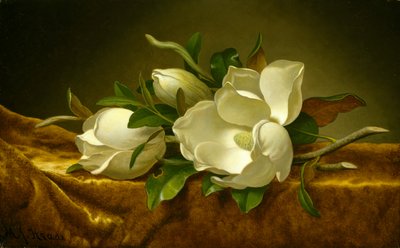 Magnolie na złotym aksamicie, ok. 1888-90 (olej na płótnie) autorstwa Martin Johnson Heade