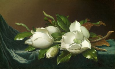 Magnolie na jasnoniebieskim aksamicie autorstwa Martin Johnson Heade