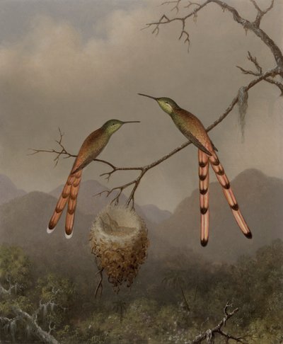Dwa kolibry z młodymi autorstwa Martin Johnson Heade