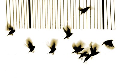Szpaki, 2003 (fotograwiura) autorstwa Martin Mossop