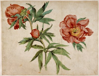 Studium piwonii autorstwa Martin Schongauer