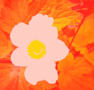 Blume (hołd dla Andy