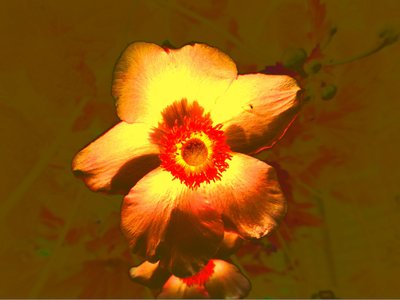 Blume autorstwa Martina Konitzky