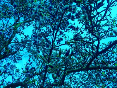 Magnoliowy błękit autorstwa Martina Konitzky