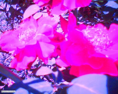 Rosen autorstwa Martina Konitzky