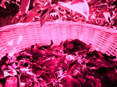 Płatki róż potpourri autorstwa Martina Konitzky