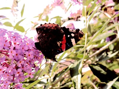 motyl autorstwa Martina Konitzky