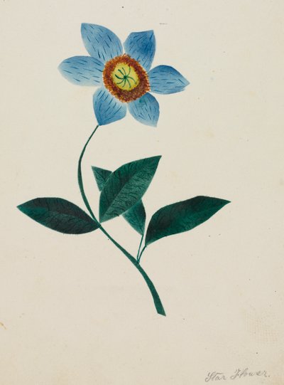 Gwiazda Kwiatu. autorstwa Mary Altha Nims