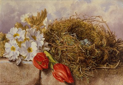 Martwa natura kwitnących tulipanów i ptasie gniazdo na półce (ołówek i akwarela) autorstwa Mary Elizabeth Duffield