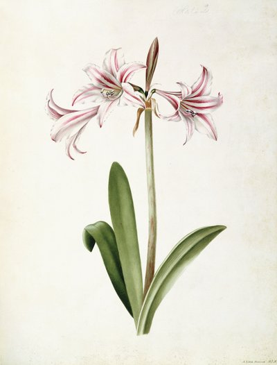 (Amaryllis) Vittata Formosa autorstwa Mary Elizabeth Rosenberg