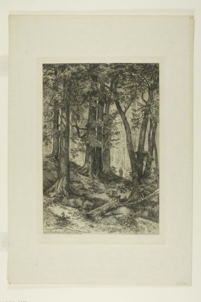 Las Kalifornijski autorstwa Mary Nimmo Moran