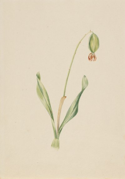 (Bez tytułu) (Studium rośliny) autorstwa Mary Vaux Walcott