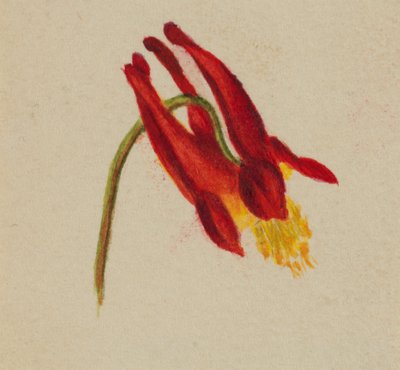 (Bez tytułu) autorstwa Mary Vaux Walcott