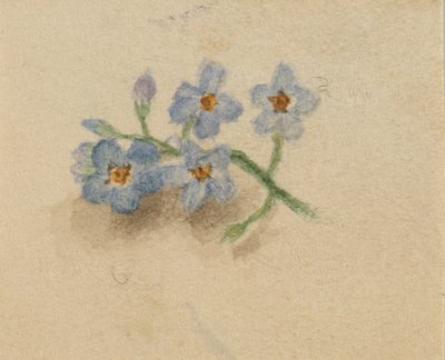 (Bez tytułu) autorstwa Mary Vaux Walcott