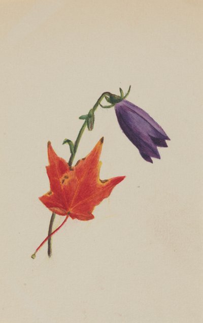 (Bez tytułu) autorstwa Mary Vaux Walcott