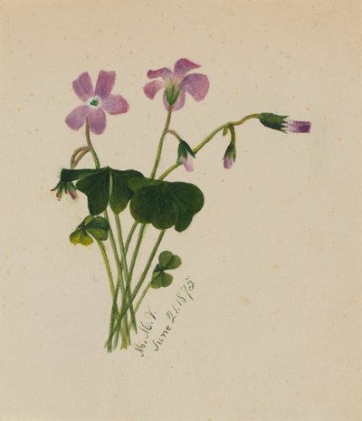 (Bez tytułu) autorstwa Mary Vaux Walcott