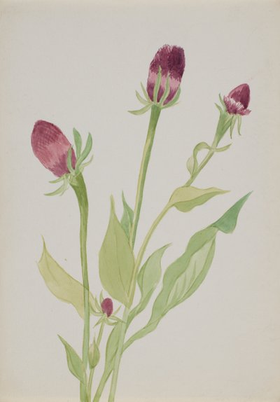 (Bez tytułu - Studium kwiatu) autorstwa Mary Vaux Walcott