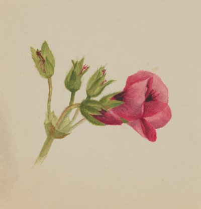 (Bez tytułu - Studium kwiatu) autorstwa Mary Vaux Walcott
