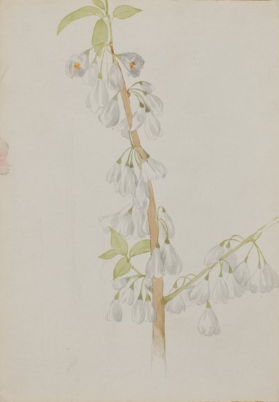 (Bez tytułu - Studium kwiatu) autorstwa Mary Vaux Walcott
