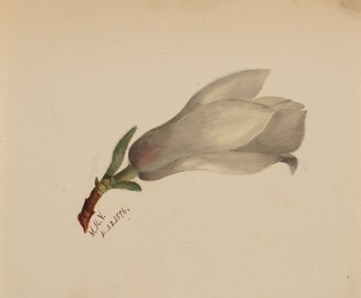 (Bez tytułu - Studium kwiatu) autorstwa Mary Vaux Walcott