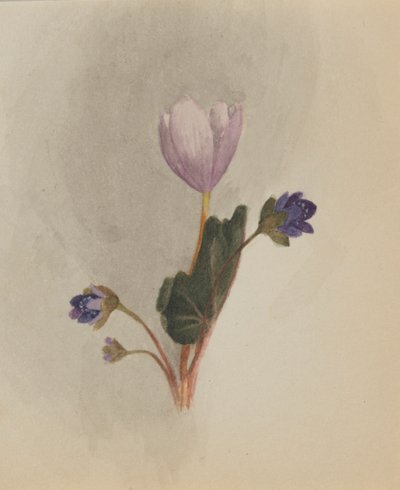 (Bez tytułu - Studium kwiatu) autorstwa Mary Vaux Walcott