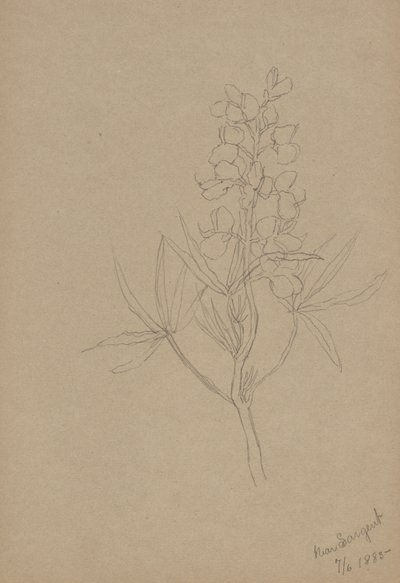 (Bez tytułu - Studium kwiatu) autorstwa Mary Vaux Walcott