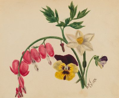 (Bez tytułu - Mieszane kwiaty) autorstwa Mary Vaux Walcott