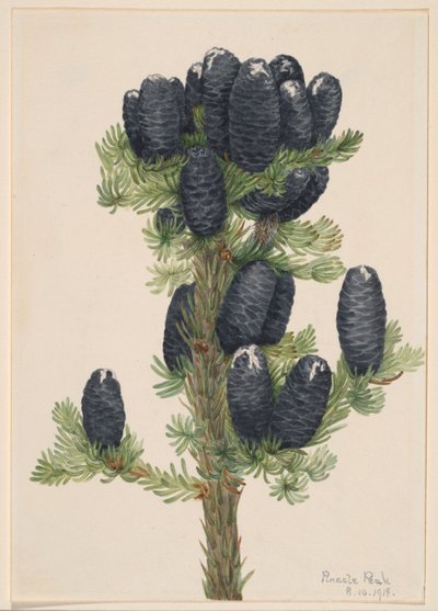 Jodła alpejska (Abies lasiocarpa) autorstwa Mary Vaux Walcott