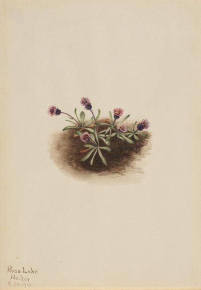 Pchlica alpejska (Erigeron unalaschcensis) autorstwa Mary Vaux Walcott